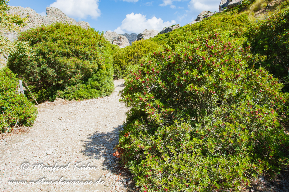 Mallorca (Spanien)_0103