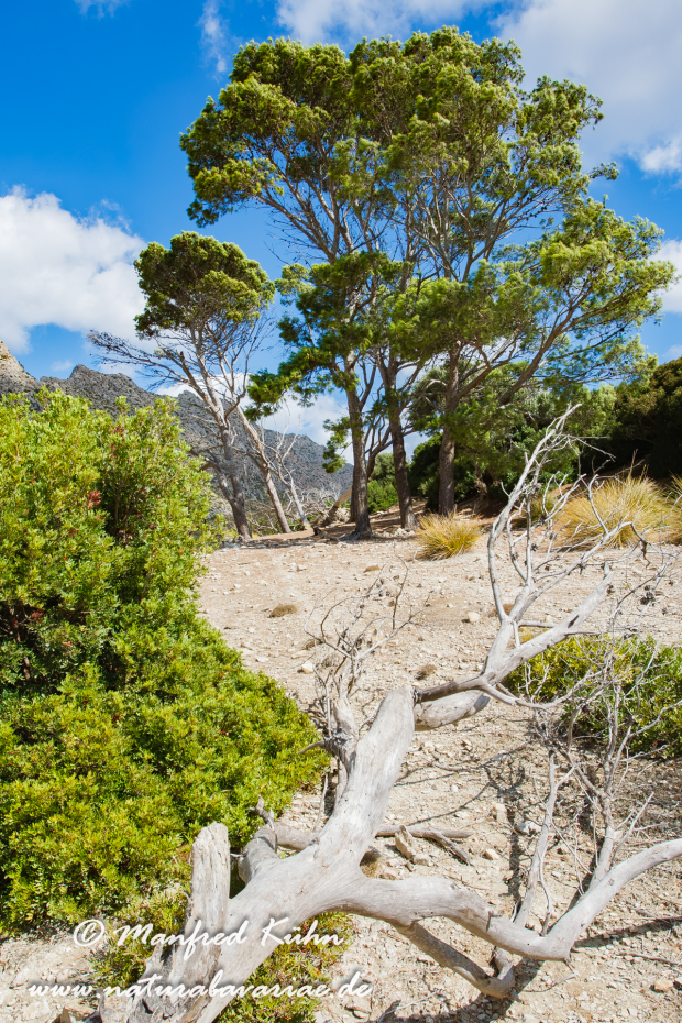 Mallorca (Spanien)_0104