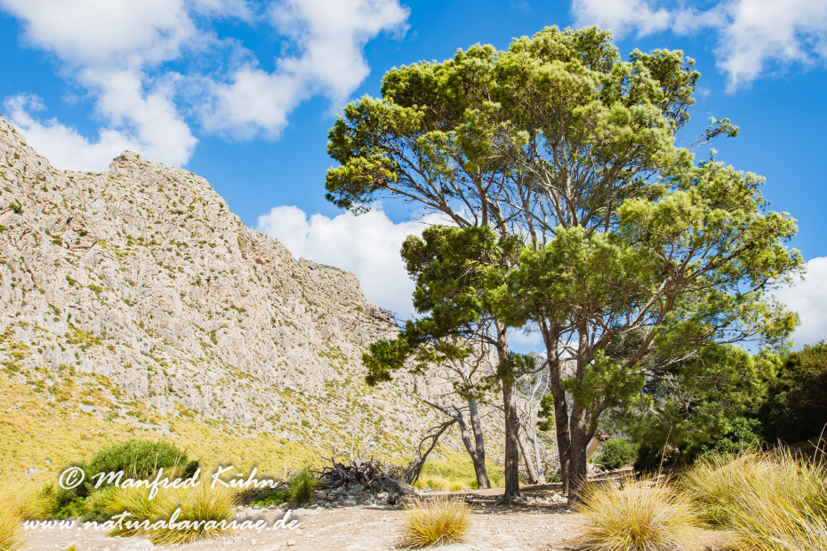 Mallorca (Spanien)_0105