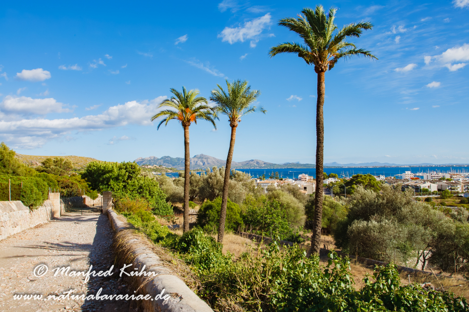 Mallorca (Spanien)_0116