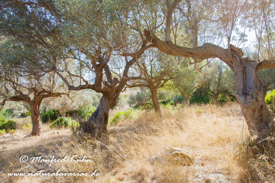 Mallorca (Spanien)_0118