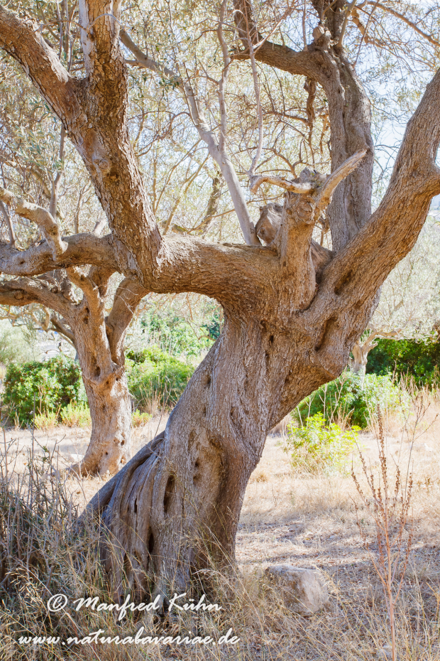Mallorca (Spanien)_0119