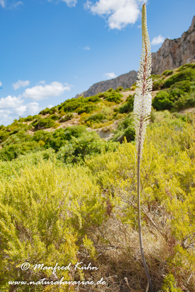 Mallorca (Spanien)_0123