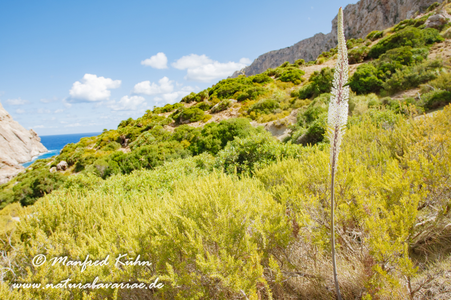 Mallorca (Spanien)_0125