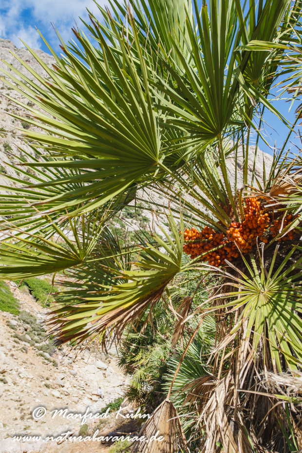 Mallorca (Spanien)_0132