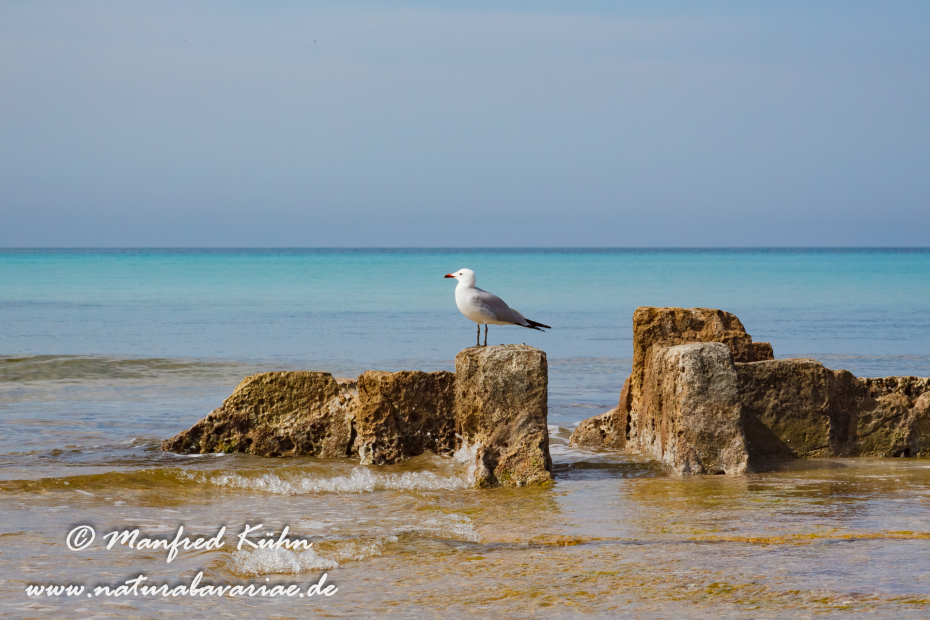 Mallorca (Spanien)_0135