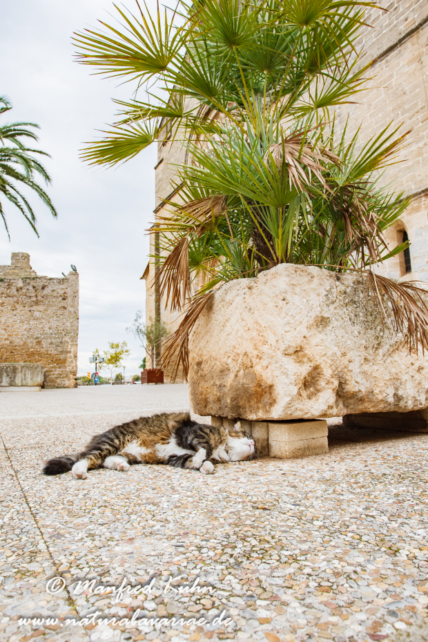 Mallorca (Spanien)_0170