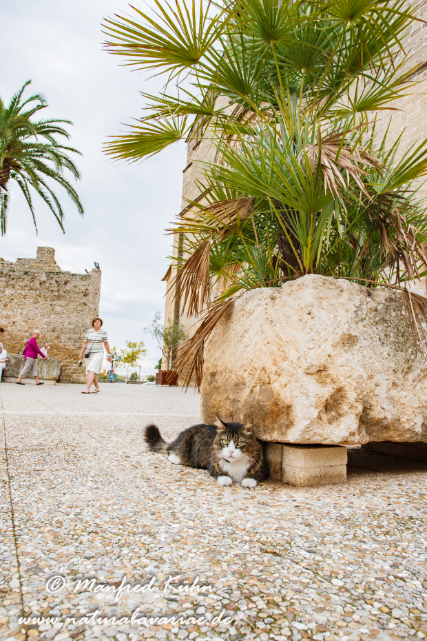 Mallorca (Spanien)_0172