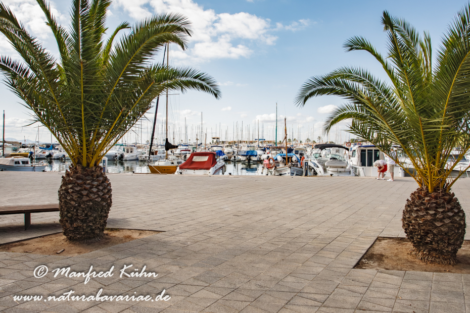 Mallorca (Spanien)_Alcudia-Jachthafen_0013