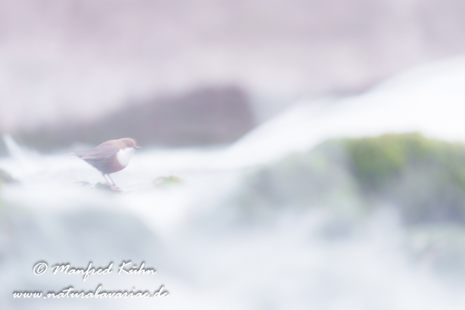 Wasseramsel ()_0701