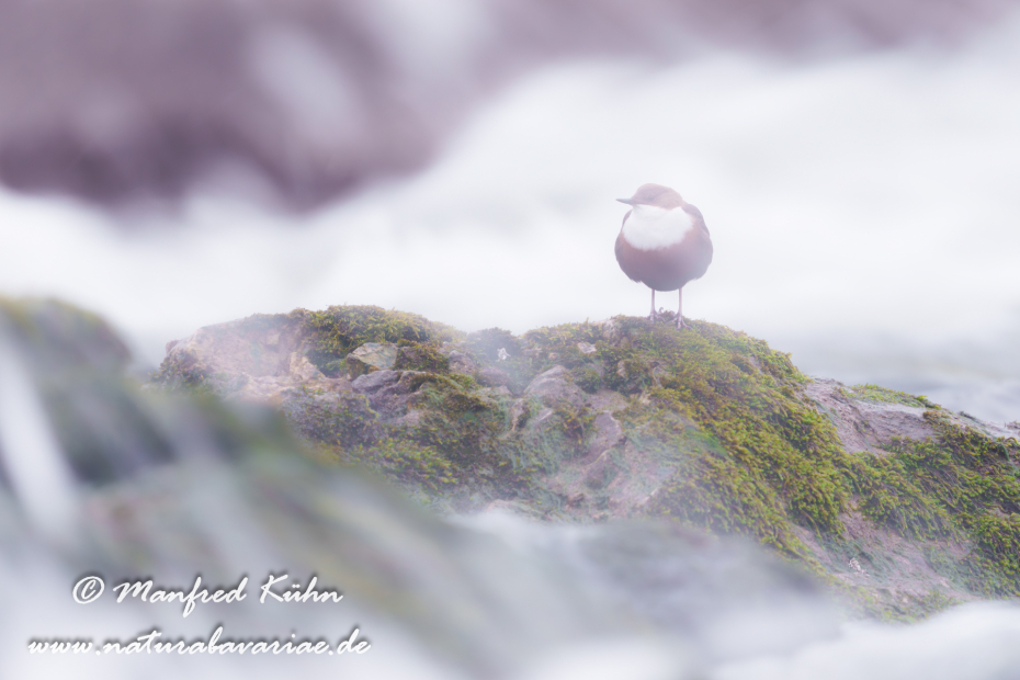 Wasseramsel ()_0703