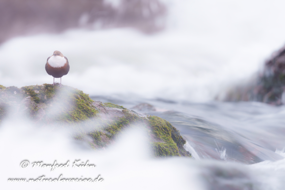 Wasseramsel ()_0713
