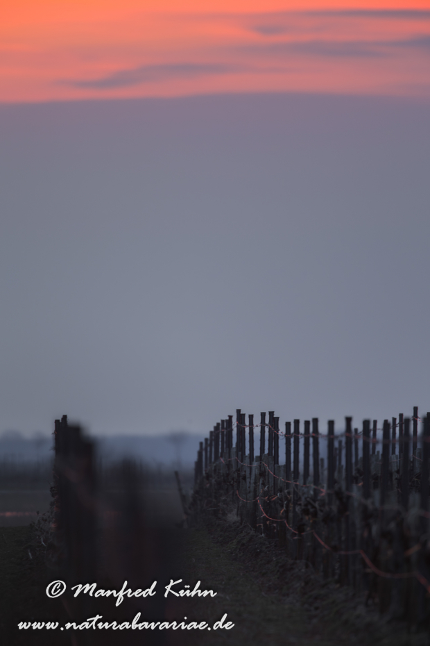 Neusiedler See (Österreich)_0001