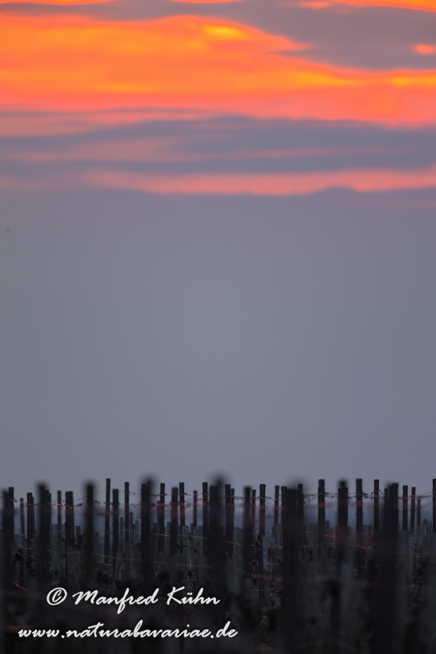Neusiedler See (Österreich)_0002