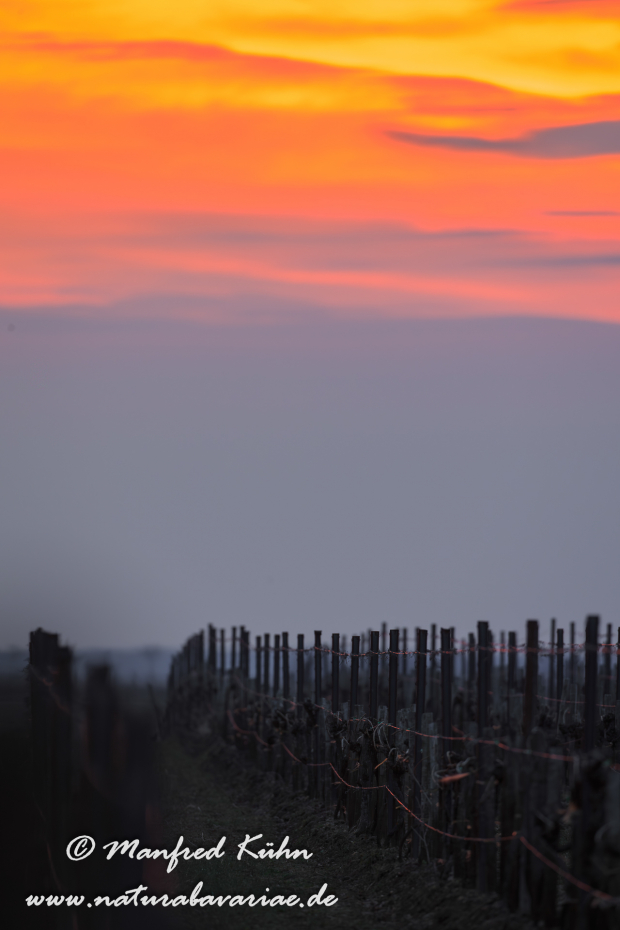 Neusiedler See (Österreich)_0004
