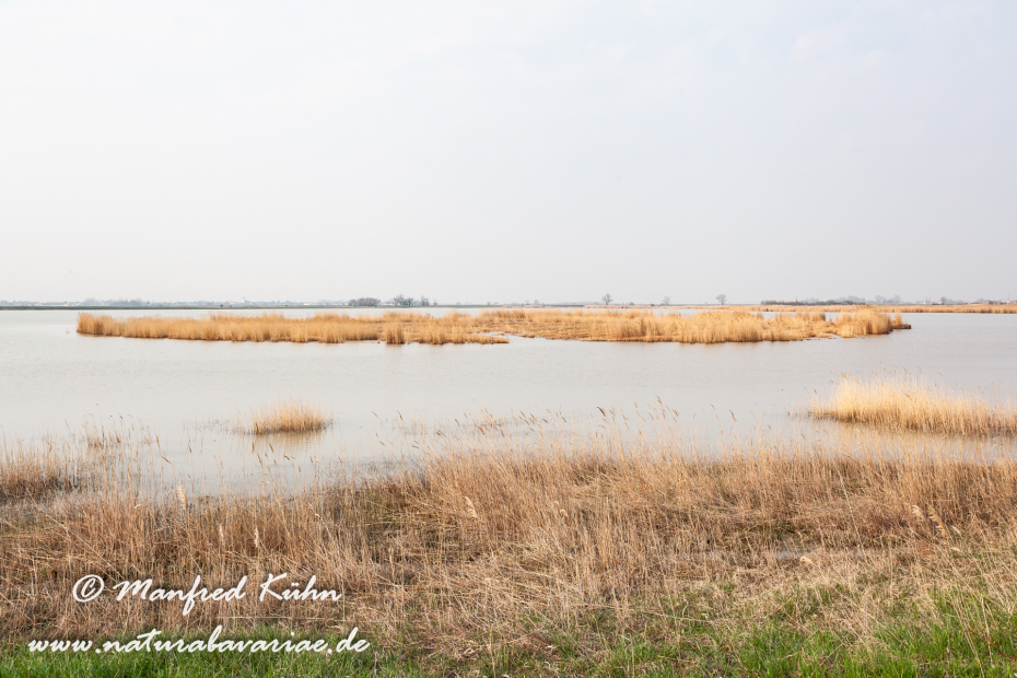 Neusiedler See (Österreich)_0036