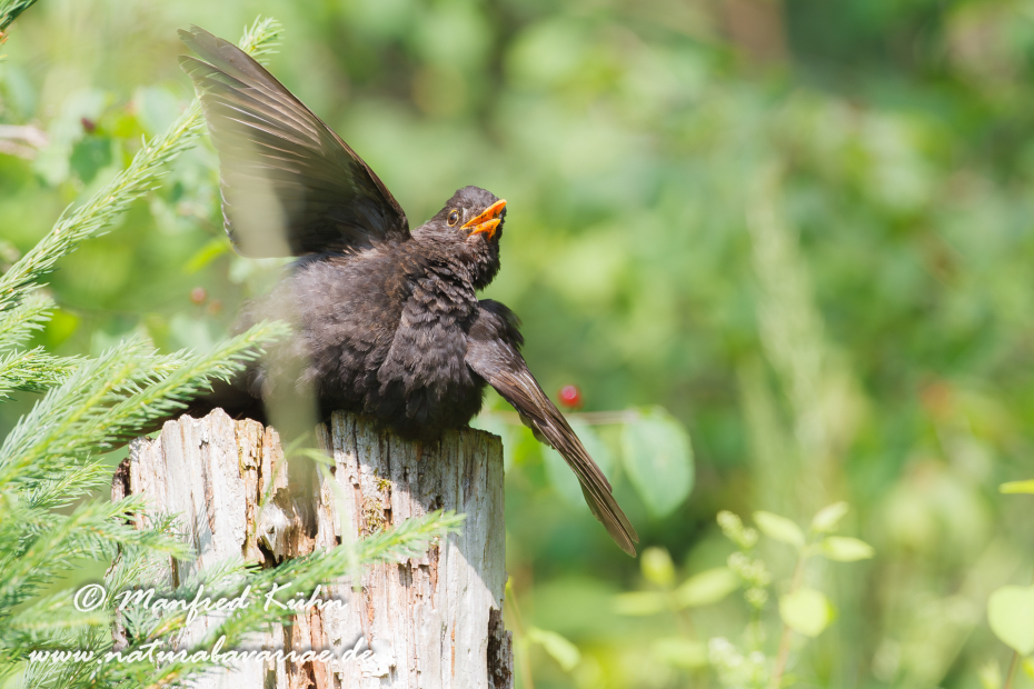 Amsel ()_0008
