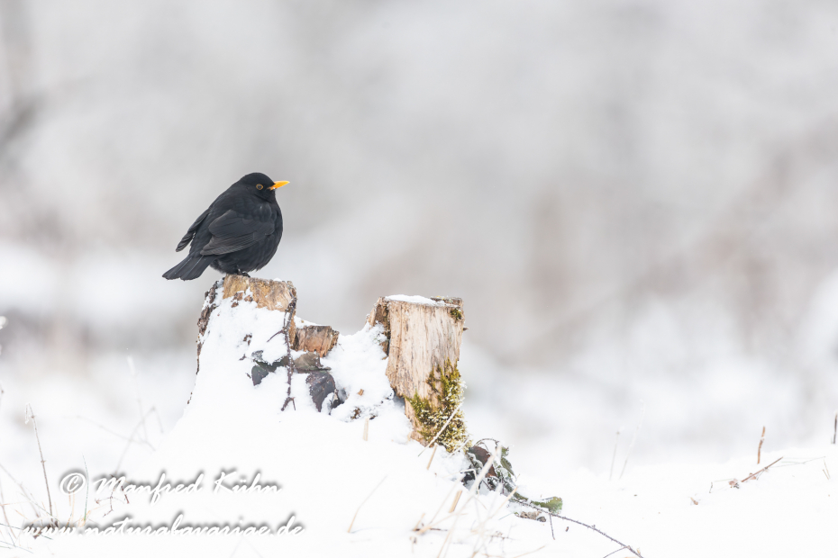 Amsel ()_0018