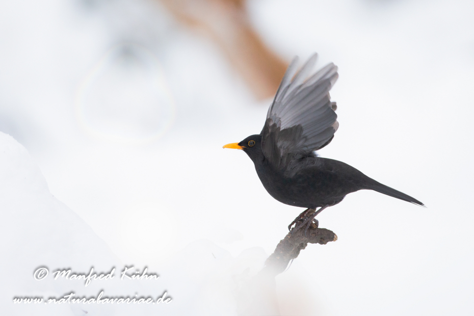 Amsel ()_0067