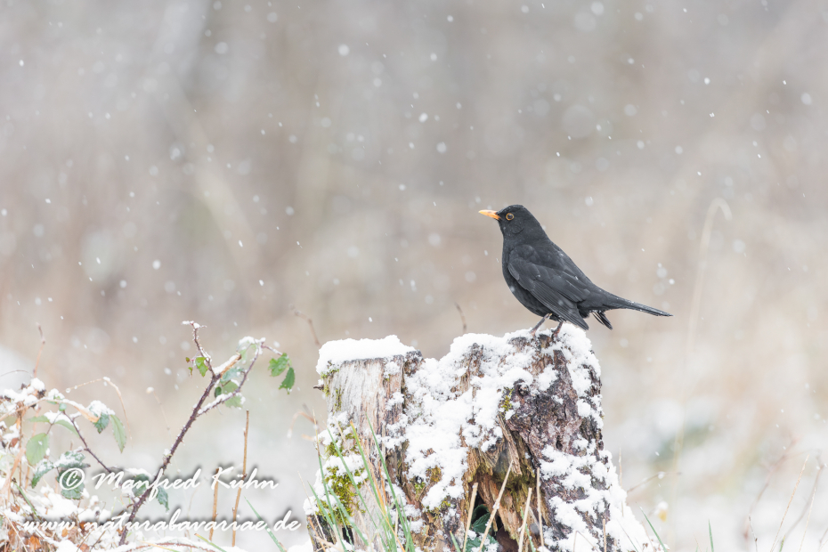 Amsel ()_0093