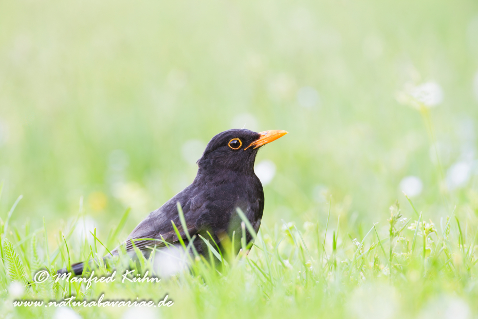 Amsel ()_0103