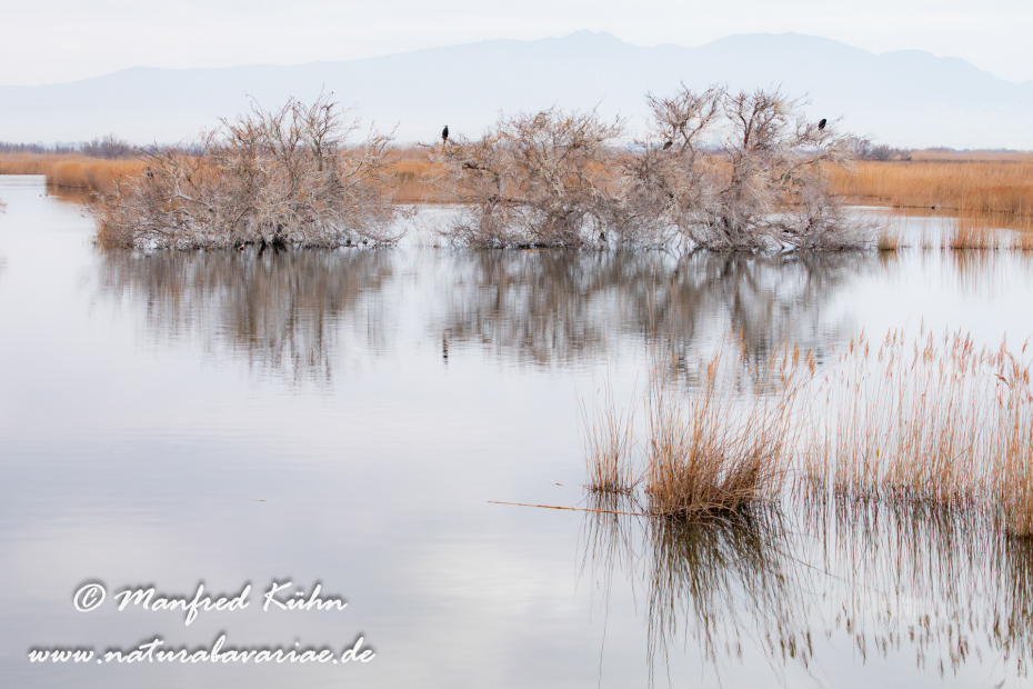 Aiguamolls de l'Empordà (Spanien)_0009