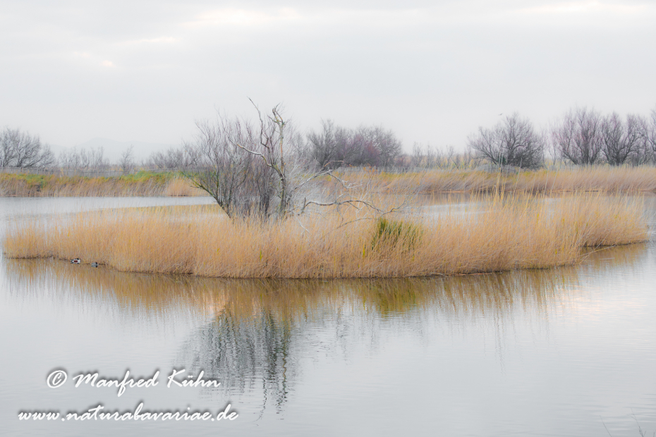 Aiguamolls de l'Empordà (Spanien)_0014