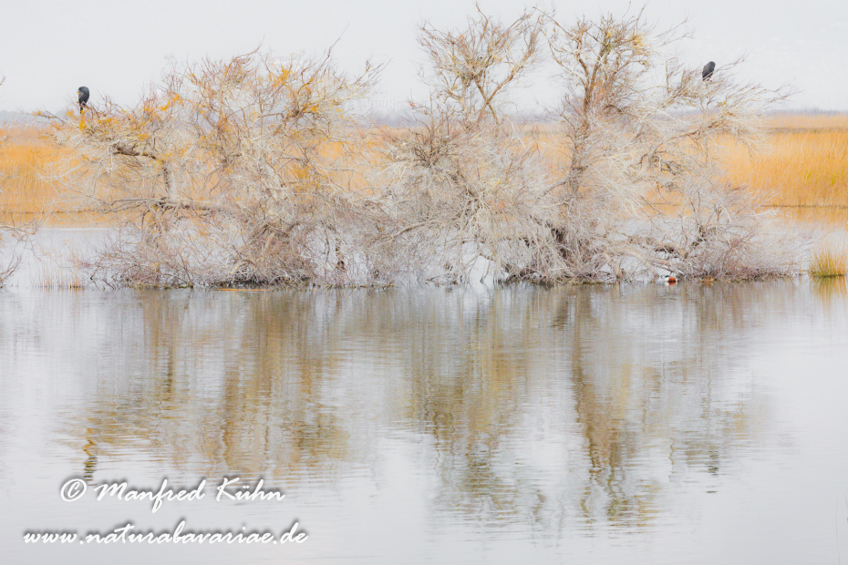 Aiguamolls de l'Empordà (Spanien)_0016