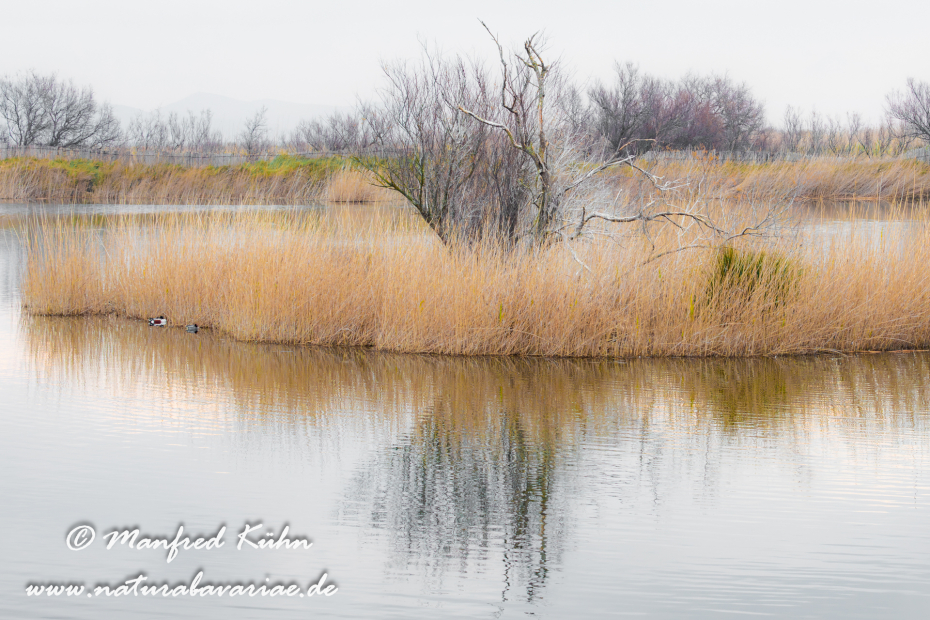 Aiguamolls de l'Empordà (Spanien)_0017