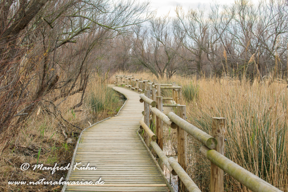 Aiguamolls de l'Empordà (Spanien)_0019
