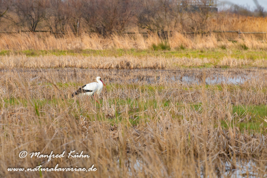 Aiguamolls de l'Empordà (Spanien)_0027