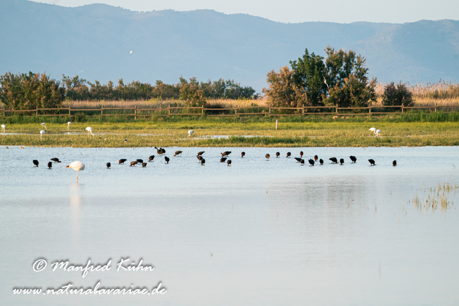 Aiguamolls de l'Empordà (Spanien)_0031