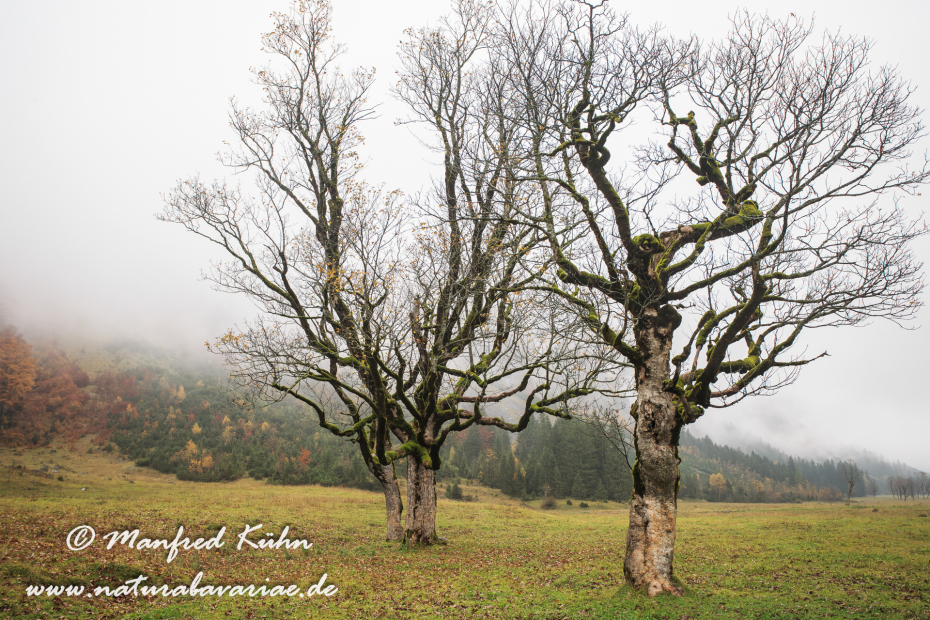 Großer Ahornboden (Österreich)_0002
