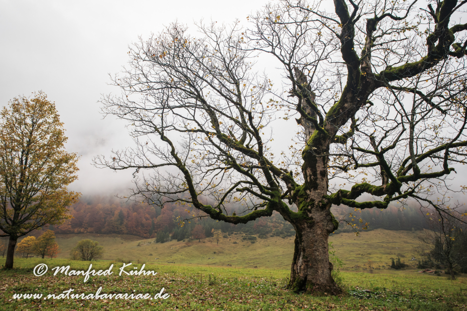 Großer Ahornboden (Österreich)_0010