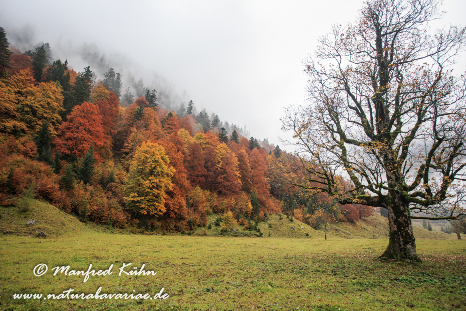 Großer Ahornboden (Österreich)_0016