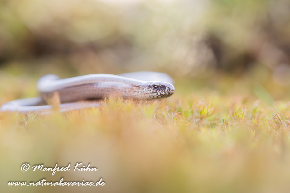 Blindschleiche ()_0021