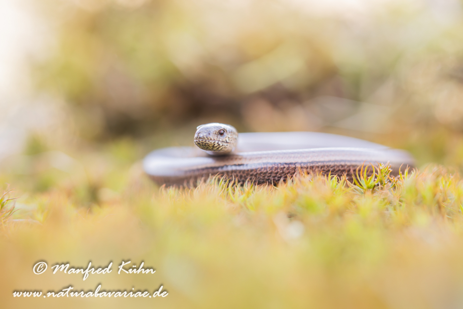 Blindschleiche ()_0023