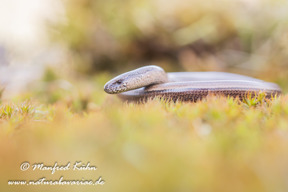 Blindschleiche ()_0024