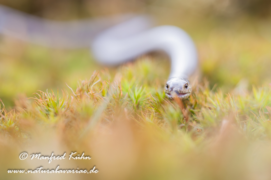 Blindschleiche ()_0029