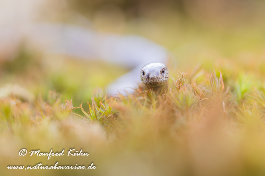 Blindschleiche ()_0030
