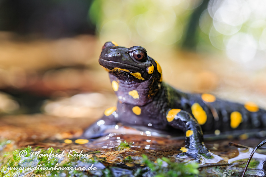 Feuersalamander ()_0016