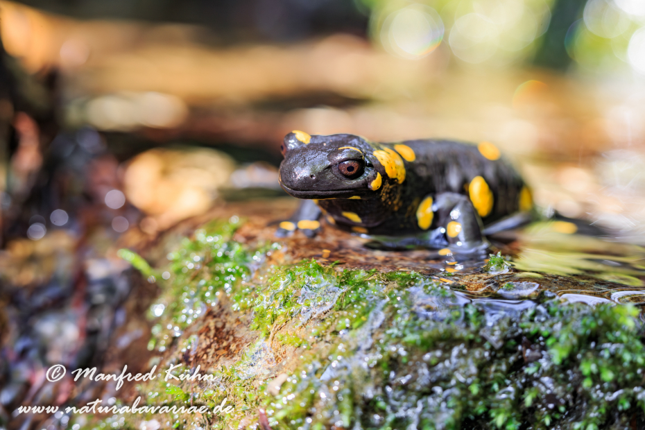 Feuersalamander ()_0018