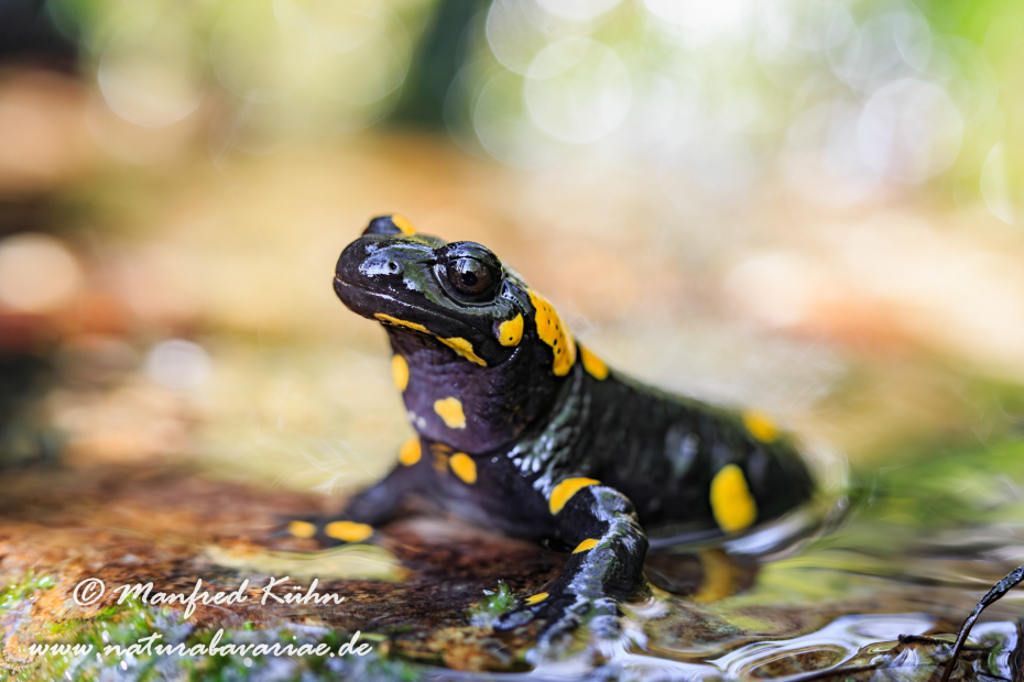 Feuersalamander ()_0019