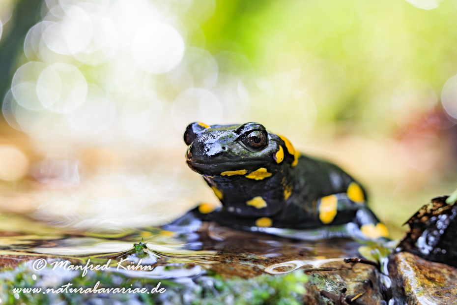 Feuersalamander ()_0020