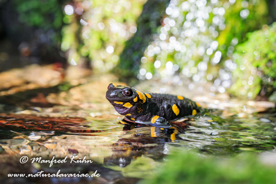 Feuersalamander ()_0022