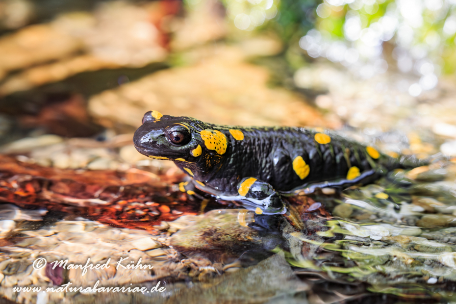 Feuersalamander ()_0023