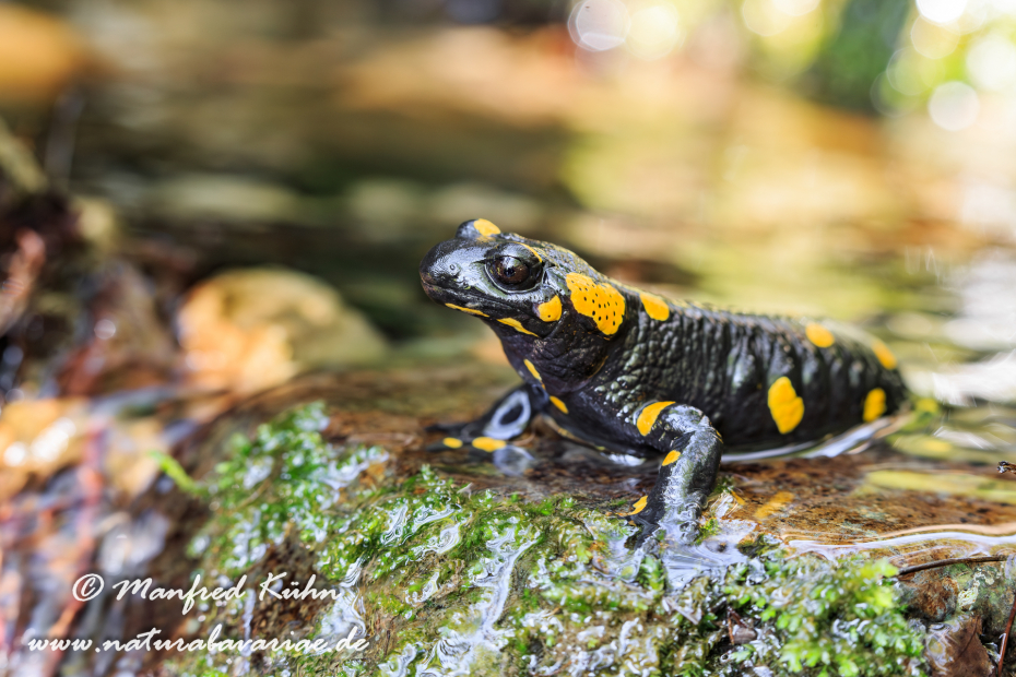 Feuersalamander ()_0025