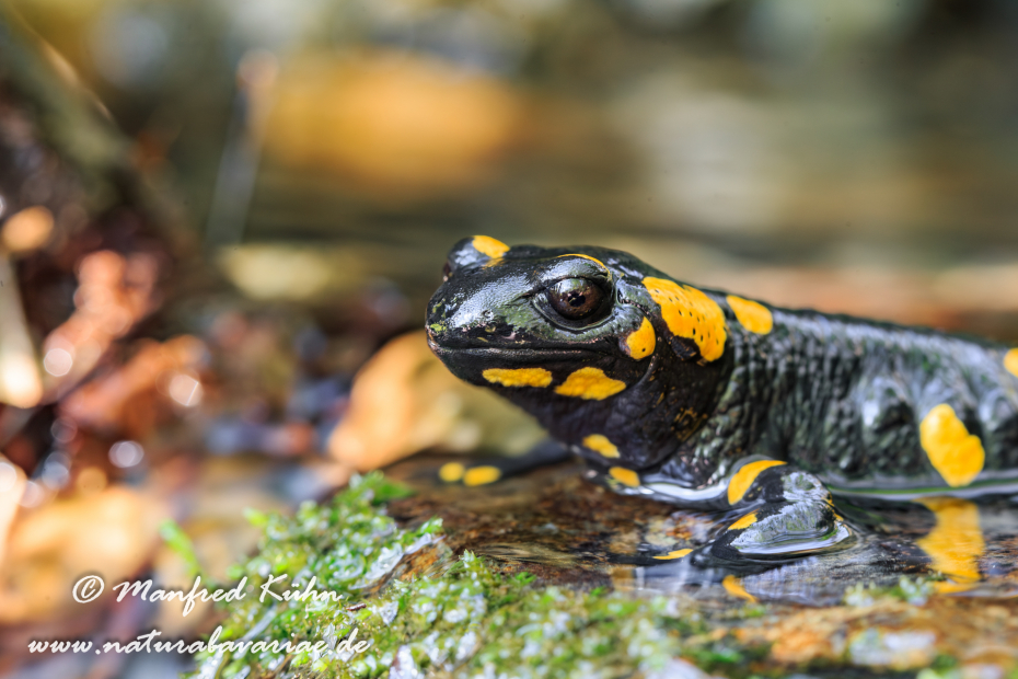 Feuersalamander ()_0026