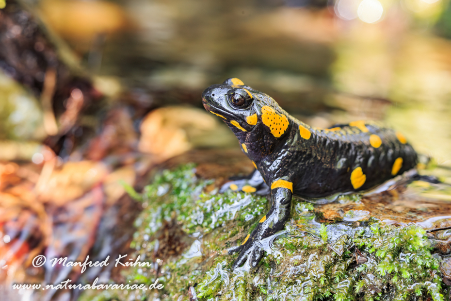 Feuersalamander ()_0027