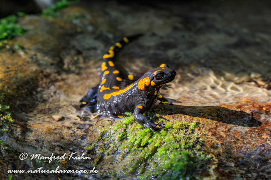 Feuersalamander ()_0028